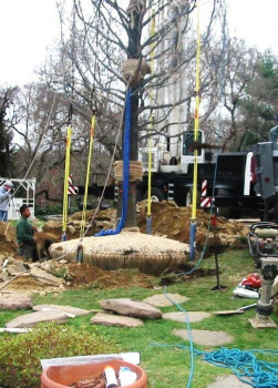3 Stenger - Villanova Large Tree Install 3